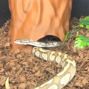 Tree Trunk Humid Hide l snake hide, ball python hide, hognose hide, large snake hide
