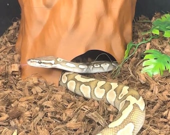 Tree Trunk Humid Hide l snake hide, ball python hide, hognose hide, large snake hide