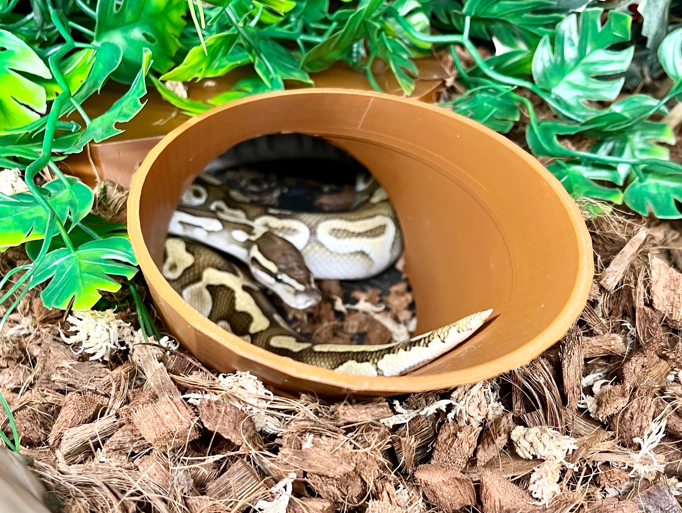 Hognose Snake Dramatic Playing Dead Funny Reptile Vinyl 