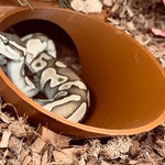 Ball Python Hides