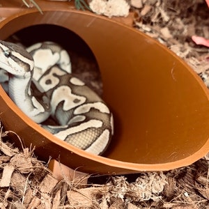 Burrow Buddy Snake Hide JUMBO l ball python hide, large snake hide