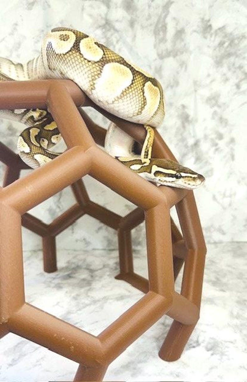 Puede incluir: Un h&aacute;bitat hexagonal marr&oacute;n para reptiles con una serpiente de color marr&oacute;n claro y crema envuelta alrededor.