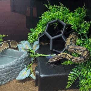 Python Playground EPIC Snake Climbing Enrichment, enriquecimiento para pitones bola adultas, gimnasio de jungla de serpientes grande imagen 8