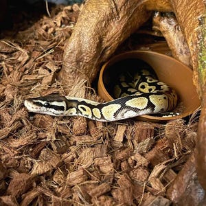 Burrow Buddy Snake Hide - Mini Size I Ball Python Hide I Hide for Young Ball Pythons, Tarantulas, Western Hognose