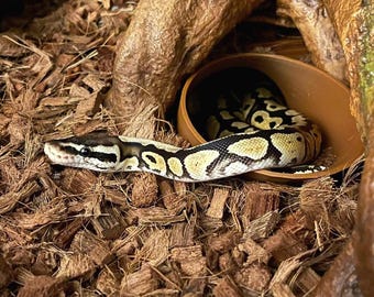 Burrow Buddy Snake Hide - Mini Size I Ball Python Hide I Hide for Young Ball Pythons, Tarantulas, Western Hognose
