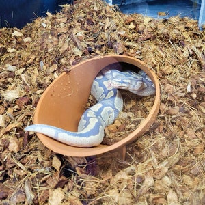 May include: A light blue and brown snake curled up inside a terracotta-colored bowl. The bowl is sitting on a bed of brown coconut husk bedding.