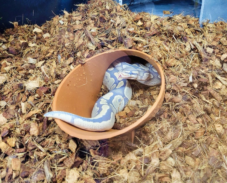 May include: A light blue and brown snake curled up inside a terracotta-colored bowl. The bowl is sitting on a bed of brown coconut husk bedding.