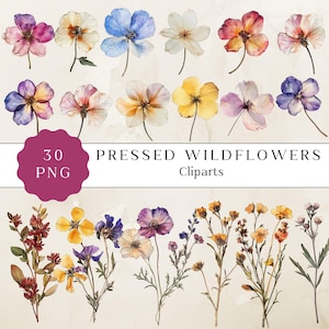 Clipart de flores silvestres prensadas, PNG de flores secas de alta qualidade, imagens florais digitais, arte floral digital, clipart de aquarela para projetos DIY