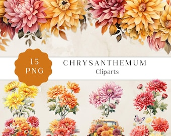 Imágenes prediseñadas de crisantemo de acuarela, crisantemo png, ilustración de crisantemo, imágenes prediseñadas de flor de crisantemo, imágenes prediseñadas botánicas, 300 ppp
