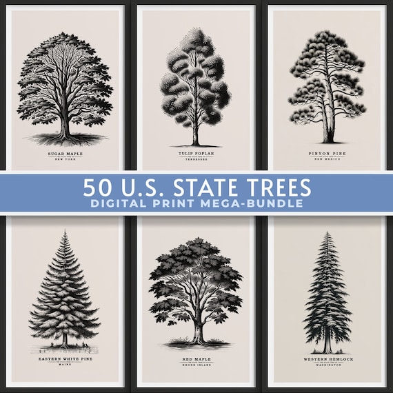 50 State Trees Vintage Sketch Bundle, Forest Print, Antique Tree Drawings, Botanical Art, Farmhouse Art Set, Nature Sketch, DIGITAL DOWNLOAD