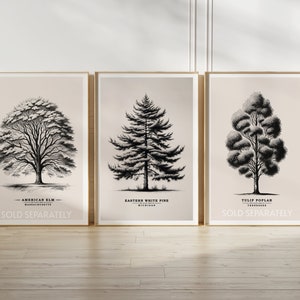 May include: Three black and white illustrations of trees on a beige background. The trees are labeled "American Elm", "Eastern White Pine", and "Tulip Poplar" with their respective states. Each illustration has the text "Sold Separately" at the bottom.