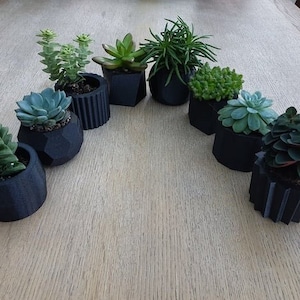 May include: A collection of eight small succulent plants in black geometric pots. The pots are arranged in a semi-circle on a light wood surface.