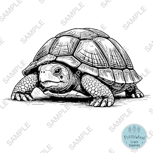 Schildkröte Png, Schildkröte svg, Glowforge svg, lightburn Datei, Laser gravieren, Schneidebrett, Laser-Datei, Schildkröte svg, Schildkrötengravurdatei