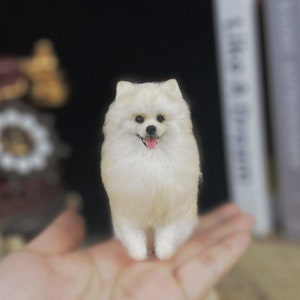 Puede incluir: Un perro pequeño, blanco y esponjoso con la lengua rosa que sobresale. El perro está sentado en la mano de una persona.