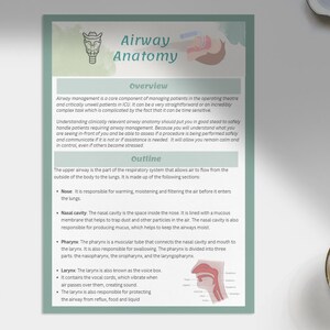 Anatomie des voies respiratoires supérieures - Notes essentielles et cartes flash + Notes bonus sur les voies respiratoires néonatales