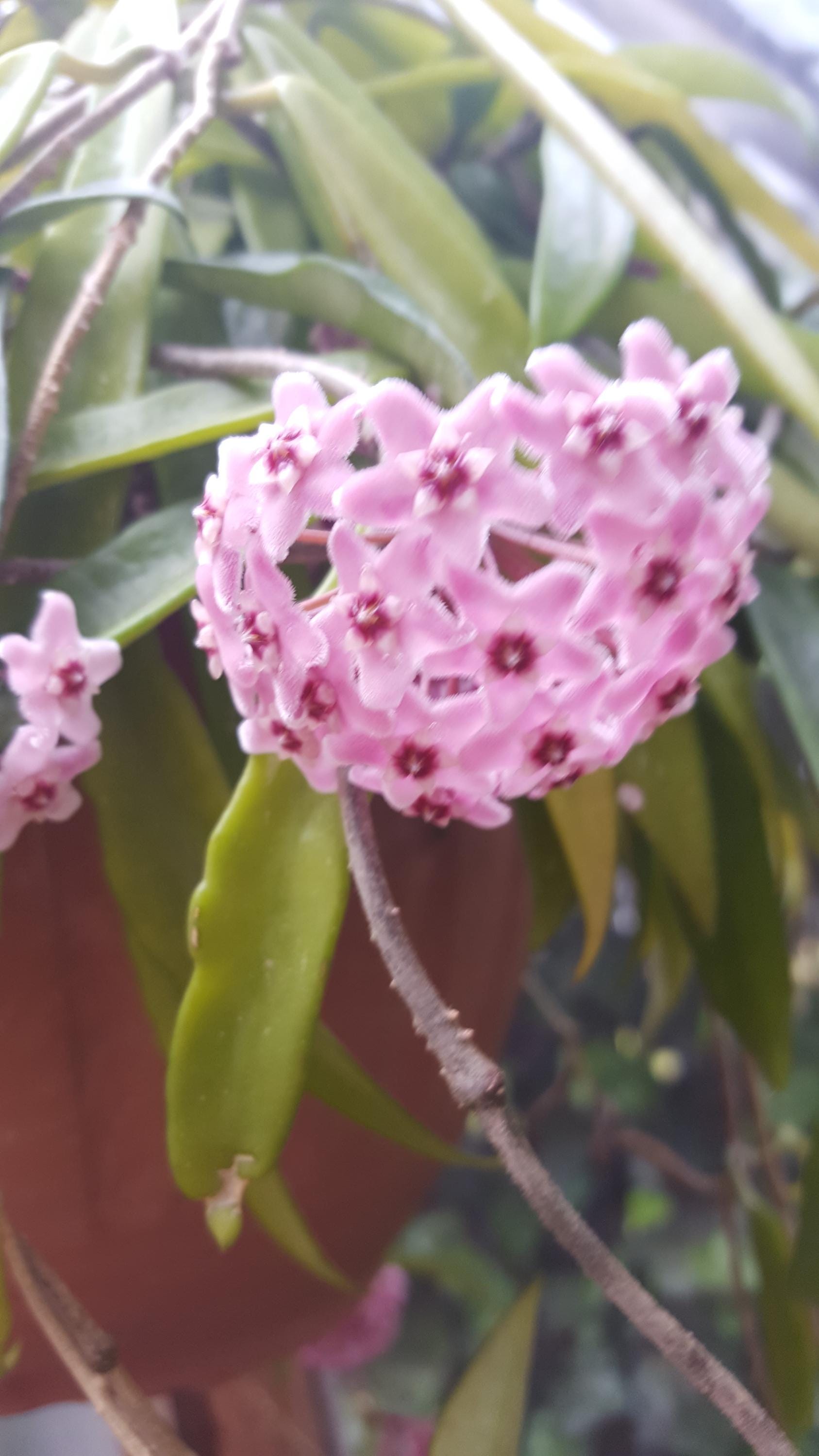 Hoya Minibelle rooted cutting.