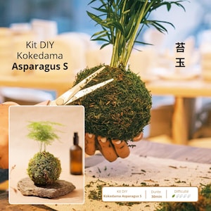 Può includere: Un kit fai-da-te Kokedama Asparagus S. L'immagine mostra una palla di muschio verde con una piccola pianta all'interno, tagliata con le forbici. Il testo sull'immagine dice "Kit DIY Kokedama Asparagus S" e "苔玉".