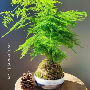 Kokedama Asparagus  - support au choix