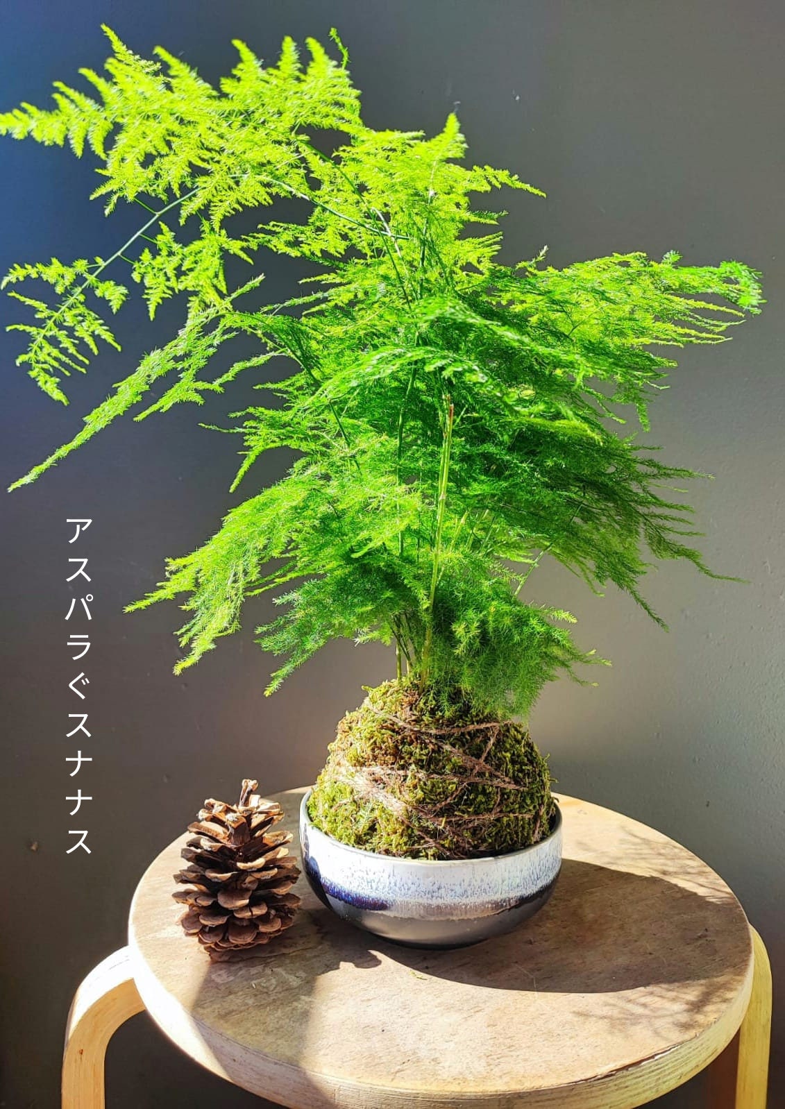 Cultivea - Mini Kit Zen Bonsai - Tutoriel vidéo 