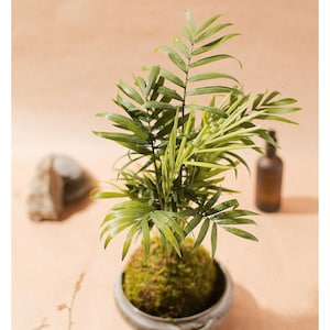Kokedama Palma M | Consegna | Pianta da interno | Regalo per gli amanti delle piante | Decorazione per la casa | Palla di muschio - Decorazione Zen