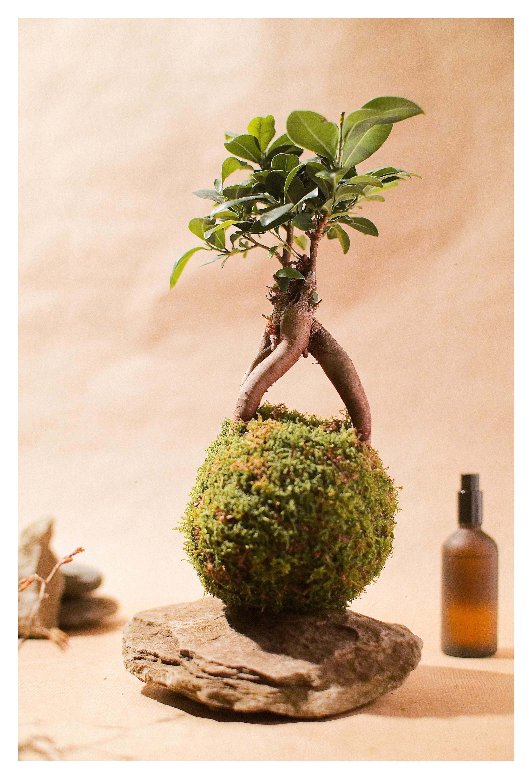 Ginseng bonsai - Etsy.de