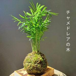 Kokedama Palm Tree - Choice of Stand | Indoor Plant | Gift for Plant Addict | Home Decor | Moss Ball