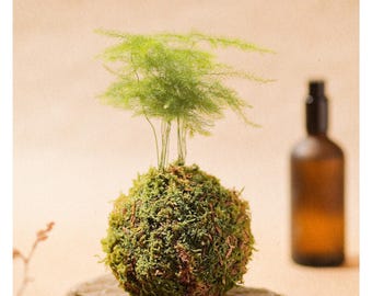 Mini Kokedama Asparagi - Kokedama giapponese | Pianta giovane | Pianta da appartamento | Pianta giapponese | Idea regalo