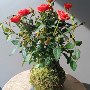 Kokedama Rosier - Orangé - support au choix