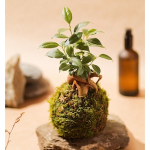 Kokedama Ficus Ginseng M | Easy care | Plant art | Nature gift | Delivery France EU