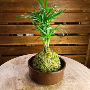 Mini Kokedama Palmier - support au choix