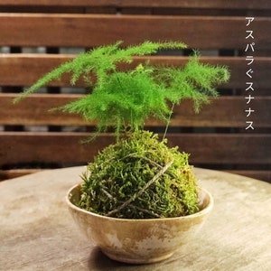 Mini Kokedama Aparagus - support au choix