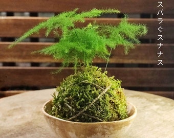 Mini Kokedama Aparagus - support au choix