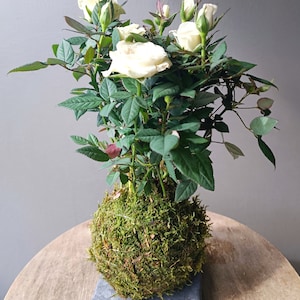 Kokedama Rosier - Blanc - support au choix