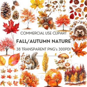 Herbst Aquarell Clipart, 38 PNG ClipArt, Herbstlaub & Bäume, Eichhörnchen, Igel, Eicheln, Kiefernzapfen, Dekor, Kalender, kommerzielle Nutzung