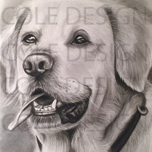 Charcoal Pencil Drawing of a Labrador - Printable - Digital File
