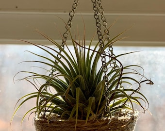 Airplant Basket Hanger