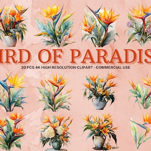 Paradijsvogel SVG-PNG-collectie | Aquarel paradijsvogel clipart | Direct downloaden | 20 hoge kwaliteit png-bestand