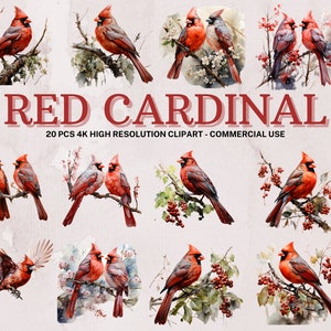 Cardenal rojo SVG PNG Colección / Acuarela Cardenal rojo Imágenes Prediseñadas / Descarga instantánea / 20 PNG de alta calidad