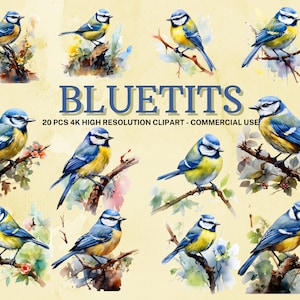 Ensemble de 20 cliparts oiseau mésange bleue, mésange bleue aquarelle, clipart aquarelle imprimable