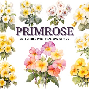 Set di clipart Primrose, pacchetto 28 Primrose acquerello, Clipart floreale acquerello