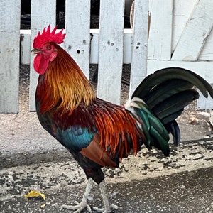 Key West Rooster