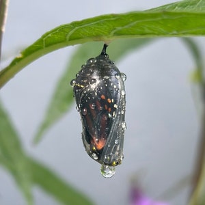 Chryslis