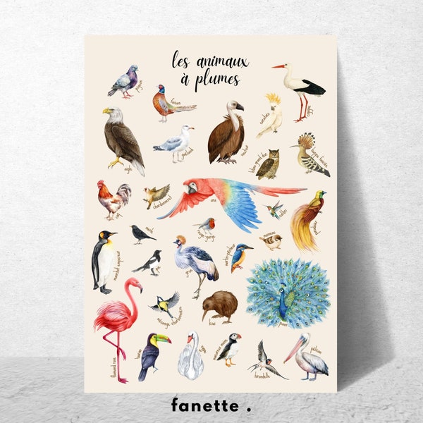 Affiche/Planche téléchargeable et imprimable sur les animaux à plumes/Oiseaux. Grandir/Apprentissage enfants. Décoration/Cadeau/PDF éducatif