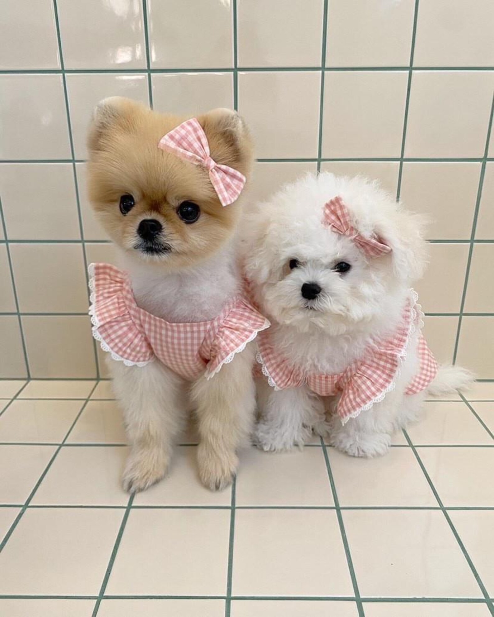 Soft Fleece Winter Pet Party Gown – Ruffle Skirt with Bear Patch main image 0