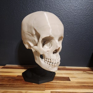 Pu&ograve; includere: Un modello di cranio umano color crema, che mostra una struttura ossea dettagliata, tra cui la cavit&agrave; nasale, le orbite e i denti. Il cranio &egrave; montato su una base esagonale nera. Una rappresentazione realistica.