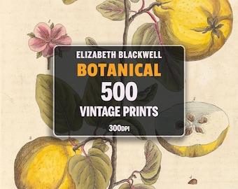 May include: A vintage botanical illustration of quince fruit on a branch with leaves. The illustration is in a muted color palette of yellow, green, and brown. The text "Elizabeth Blackwell Botanical 500 Vintage Prints 300DPI" is printed on the image.