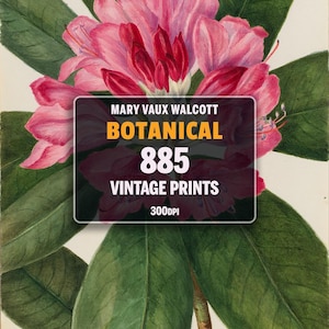 Ensemble de 885 illustrations de Mary Vaux Walcott, impressions botaniques, affiches d'art français vintage, lot d'art mural imprimable, fleurs vintage