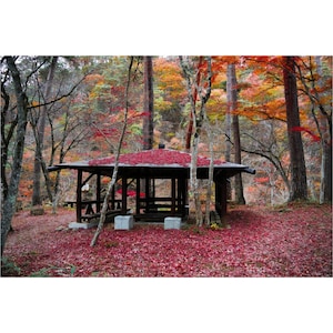 May include: A wooden gazebo with a red leaf covered roof sits in a forest with red, orange, and yellow leaves on the ground.