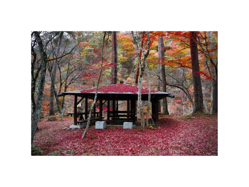 May include: A wooden gazebo with a red leaf covered roof sits in a forest with red, orange, and yellow leaves on the ground.