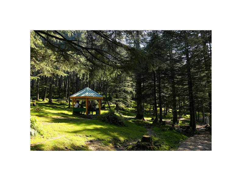 May include: A wooden gazebo with a green roof sits in a clearing in a forest. The gazebo is surrounded by tall trees and green grass.